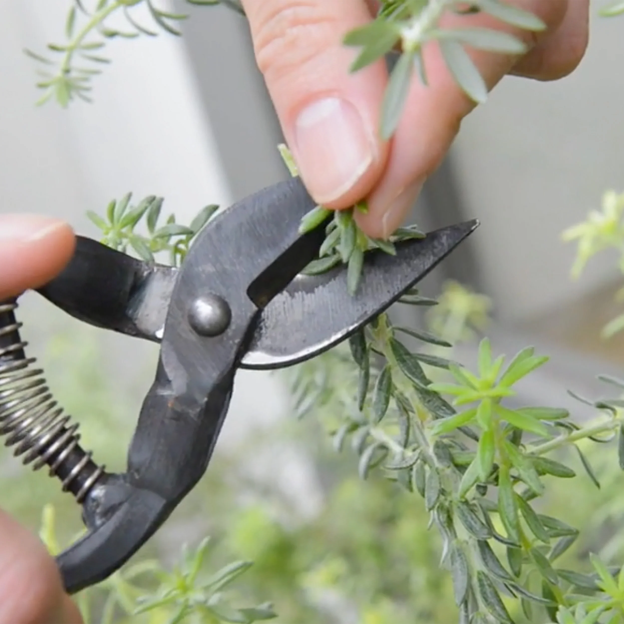 Garden Clippers - Image 4