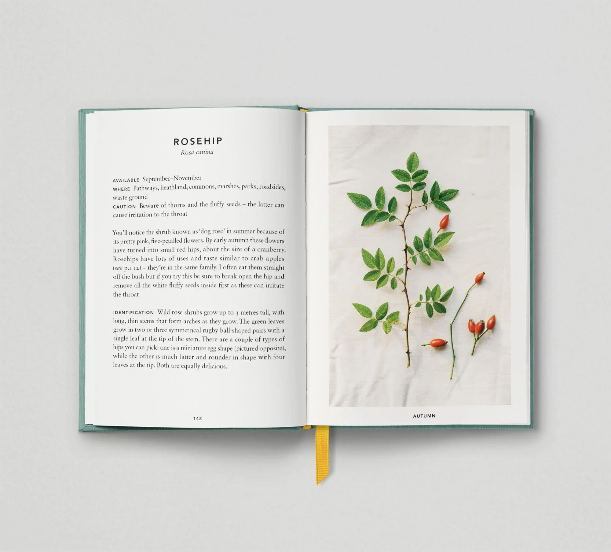 The Urban Forager - Image 4