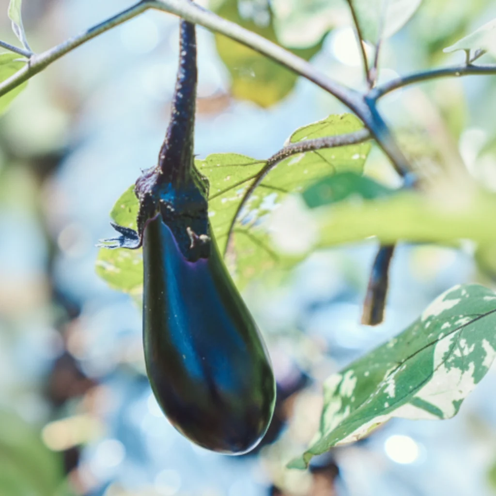 Nasu ‘Moneymaker’ Seeds (Small Japanese Aubergine) - Image 2