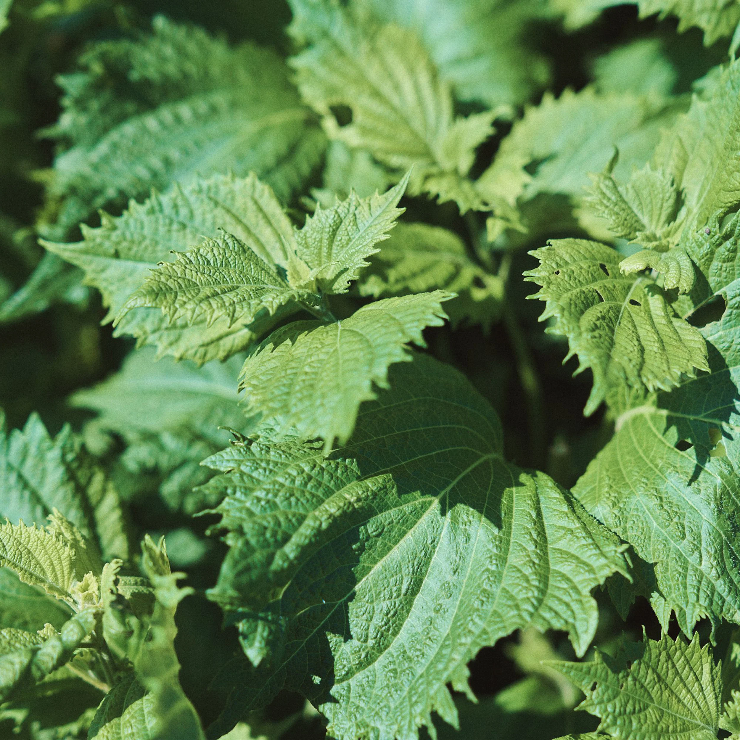 Green Shiso Seeds - Image 3