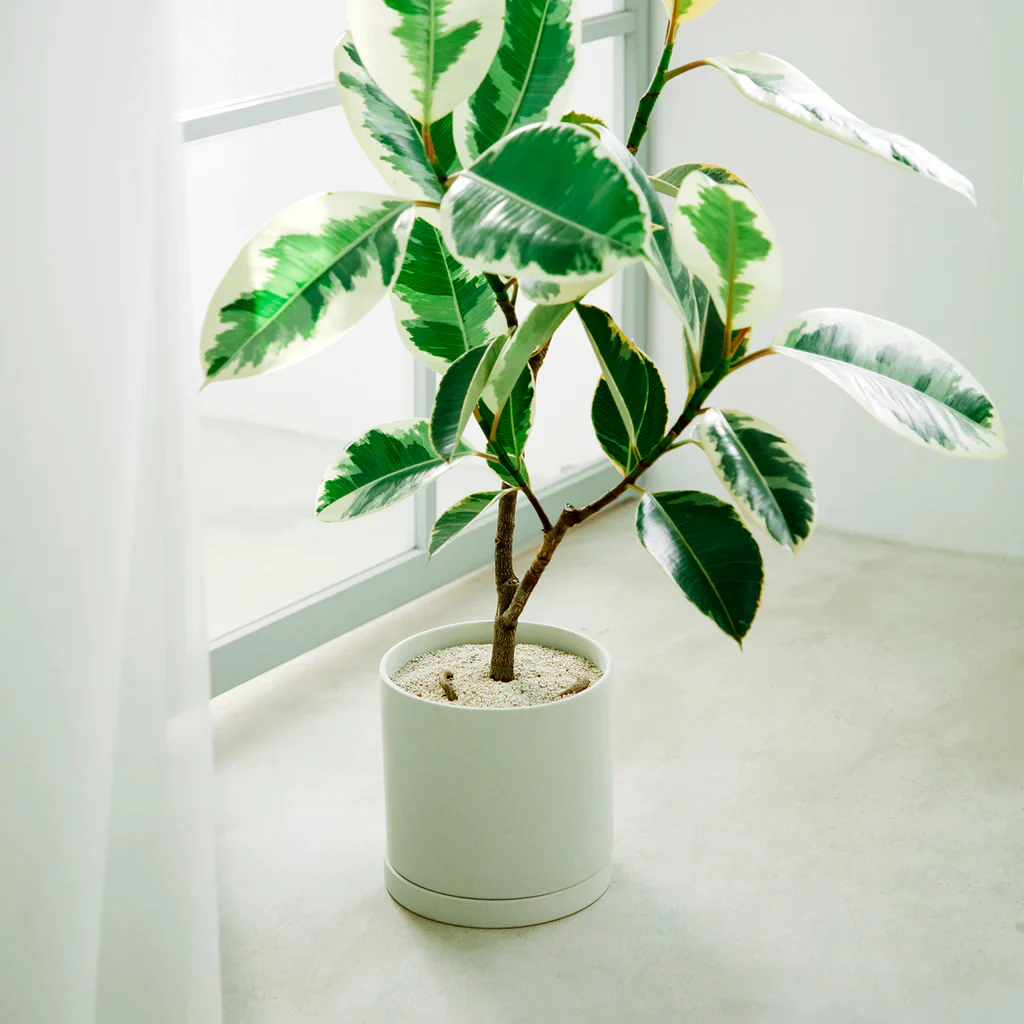 Plant Pot 191 - Image 10