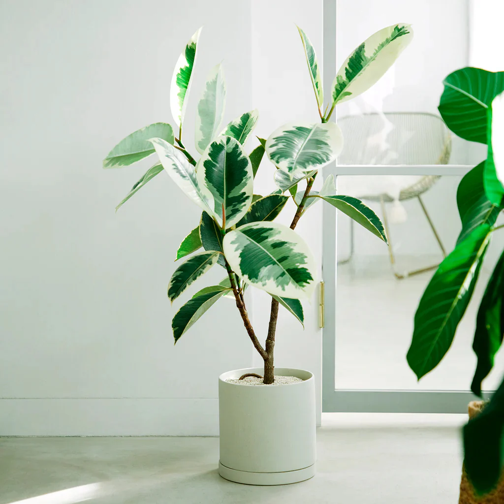 Plant Pot 191 - Image 11