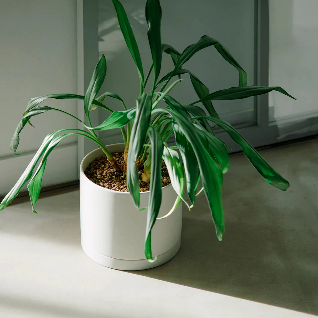 Plant Pot 191 - Image 8